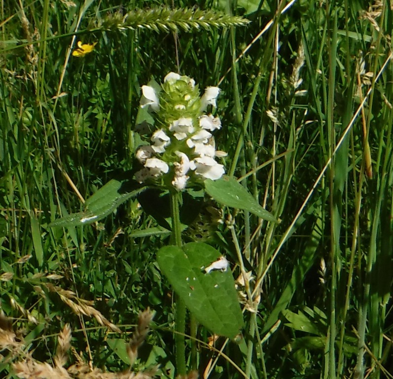 Nature Notes June 2018